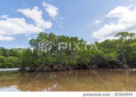 Yaeyama Hirugi on Ishigaki Island and Fukido River 83564944
