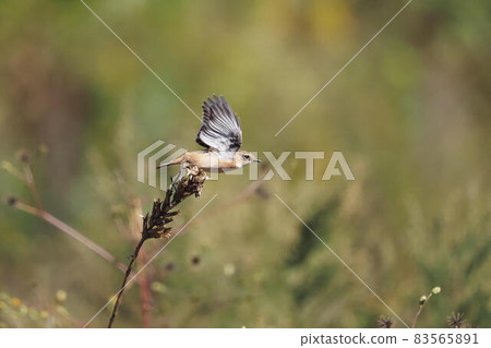 Stonechat taking off from dead grass 83565891