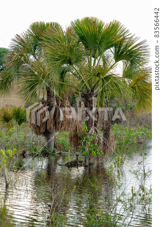 Moriche Palm Tree Moriche Palm Tree 83566442