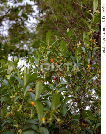Fruits of the Cherry of the Rio Grande Fruits of the Cherry of the Rio Grande 83566446