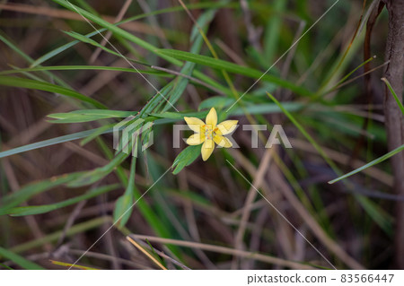 Small Grass Plant Flower Small Grass Plant Flower 83566447