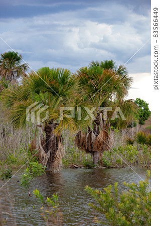 Moriche Palm Tree 83566449