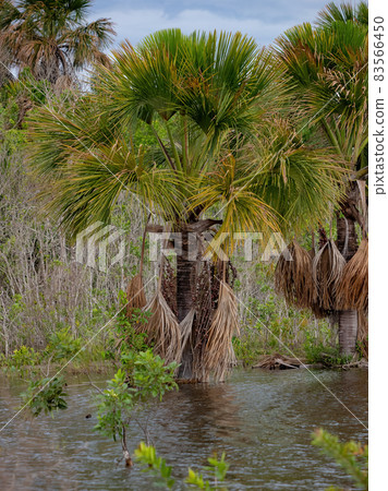 Moriche Palm Tree 83566450