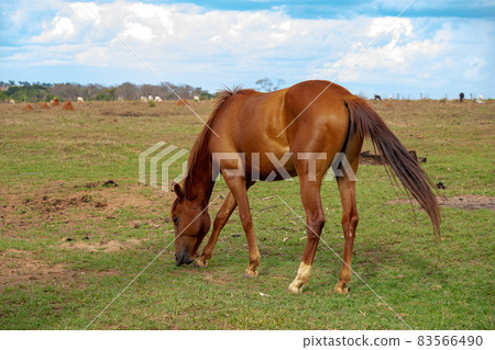 Horse resting in a pasture area Horse resting in a pasture area 83566490