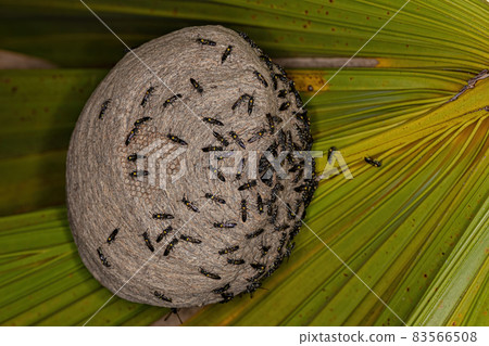 Adult Long-waisted Honey Wasps Adult Long-waisted Honey Wasps 83566508