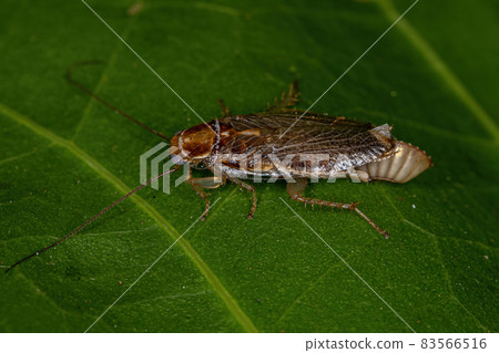 Adult Female Wood Cockroach 83566516