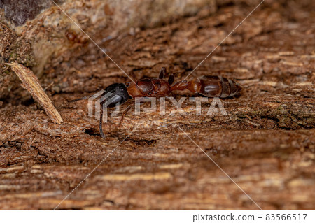 Adult Twig Queen Ant 83566517