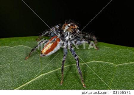 Adult Male Jumping Spider 83566571