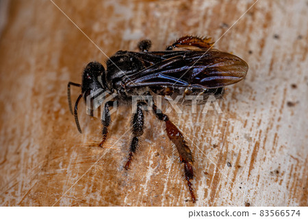 Adult Stingless Bee Adult Stingless Bee 83566574