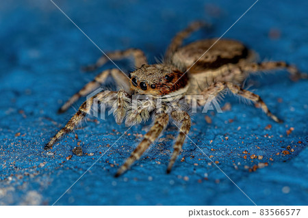 Adult Female Gray Wall Jumping Spider 83566577