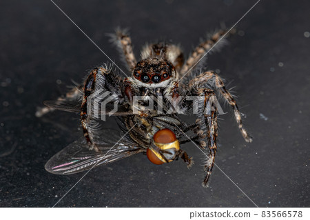 Male Adult Gray Wall Jumping Spider Male Adult Gray Wall Jumping Spider 83566578