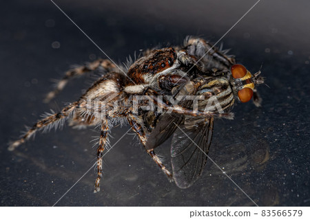 Male Adult Gray Wall Jumping Spider Male Adult Gray Wall Jumping Spider 83566579