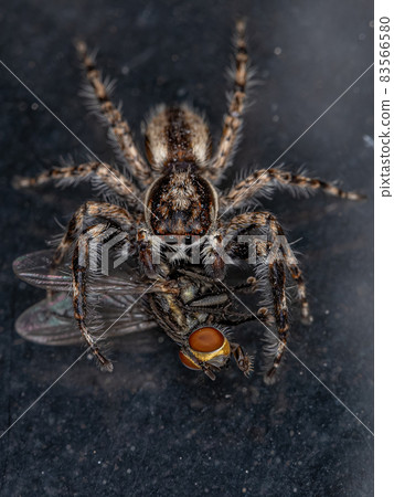 Male Adult Gray Wall Jumping Spider Male Adult Gray Wall Jumping Spider 83566580