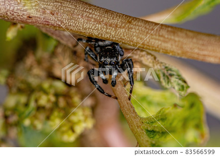 Adult Male Jumping Spider Adult Male Jumping Spider 83566599