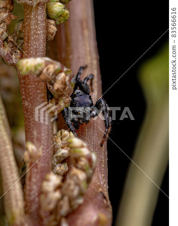 Adult Male Jumping Spider 83566616