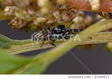 Adult Male Jumping Spider 83566617