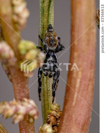 Adult Male Jumping Spider 83566618