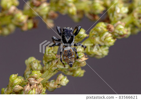 Adult Male Jumping Spider 83566621