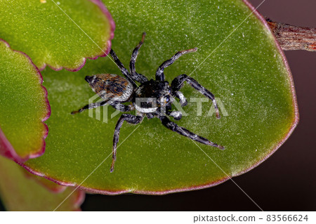 Adult Male Jumping Spider Adult Male Jumping Spider 83566624