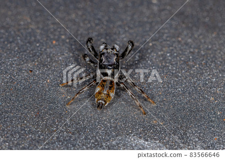 Adult Male Jumping Spider Adult Male Jumping Spider 83566646