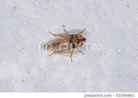 Adult Flat headed Leafhopper Adult Flat headed Leafhopper 83566661