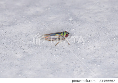Small Typical Leafhopper 83566662
