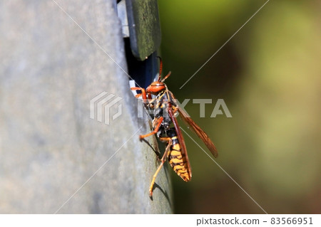 Polistes jokahamae Polistes jokahamae 83566951