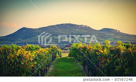 Vineyards - Palava region. South Moravia, Czech Republic. Vineyards - Palava region. South Moravia, Czech Republic. 83567246