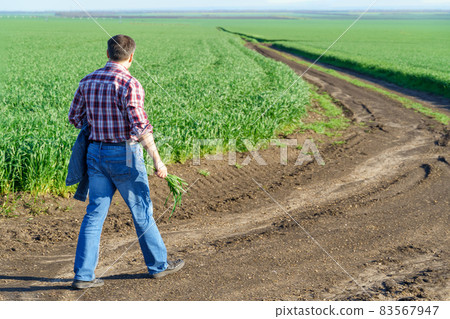 a man as a farmer walking along the field, dressed in a plaid shirt and jeans, checks and inspects young sprouts crops of wheat, barley or rye, or other cereals, a concept of agriculture and agronomy a man as a farmer walking along the field, dressed in a plaid shirt and jeans, checks and inspects young sprouts crops of wheat, barley or rye, or other cereals, a concept of agriculture and agronomy 83567947