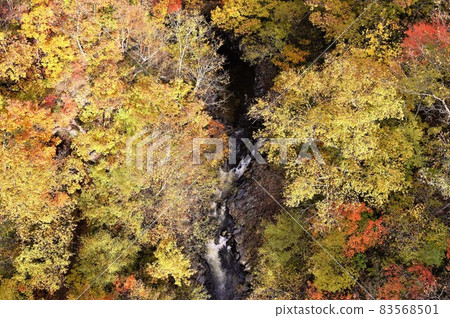 Urabandai autumn leaves in the Nakatsugawa Valley Urabandai autumn leaves in the Nakatsugawa Valley 83568501