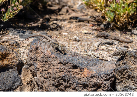 Tenerife lizards, Gallotia gallot in Canary Islands 83568748
