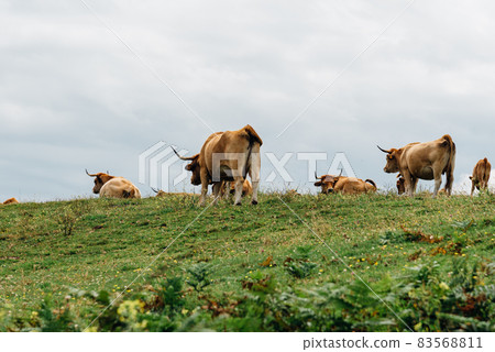Herd of cows grazing on the meadow in Asturias Herd of cows grazing on the meadow in Asturias 83568811