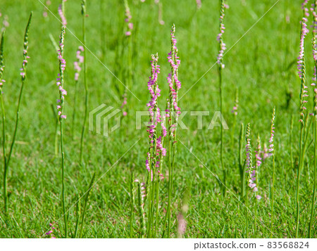 Twisted grass 83568824