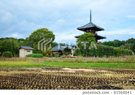 Hokiji Temple Mie Pagoda, Cosmos Field and Open Burn Nara 83568841