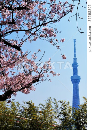 櫻花和東京天空樹 櫻花和東京天空樹 83568895
