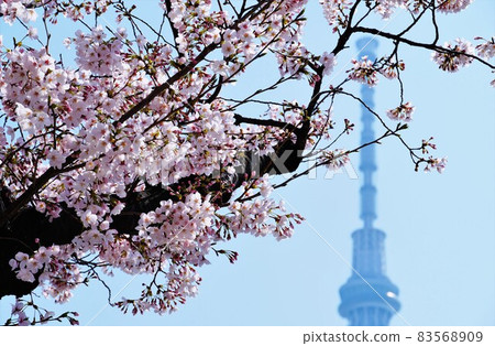 櫻花和東京天空樹 櫻花和東京天空樹 83568909