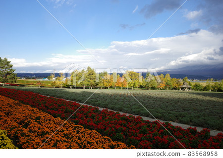 Farm Tomita's autumn colorful flower garden landscape 83568958