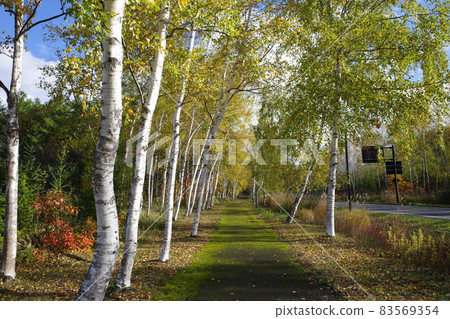 美瑛樺樹的秋葉 83569354