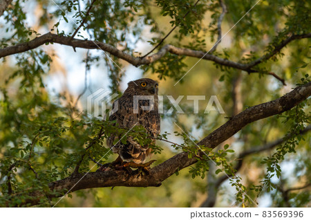 Brown fish owl or Bubo zeylonensis or Ketupa zeylonensis perched on tree with frog kill in his claw at ranthambore national park rajasthan india Brown fish owl or Bubo zeylonensis or Ketupa zeylonensis perched on tree with frog kill in his claw at ranthambore national park rajasthan india 83569396