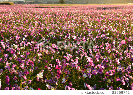 Cosmos field of Fujiwara Kyo Cosmos field of Fujiwara Kyo 83569741
