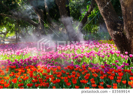 Blooming tulips flower beds in flower garden, Chaing Rai 83569914