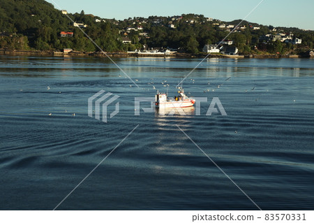 A flock of seagulls flocking fishing boats in the Norwegian Bay A flock of seagulls flocking fishing boats in the Norwegian Bay 83570331