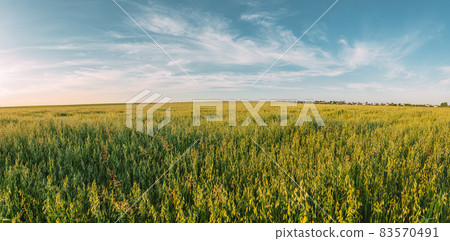 Countryside Rural Field Landscape With Oats In Summer Sunny Day. Agricultural Field. Panorama, Panormic View 83570491