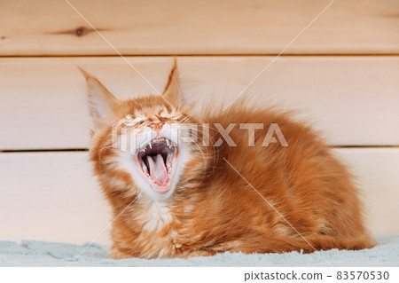 Funny Curious 10 Week Old Young Red Ginger Maine Coon Kitten Cat Sitting And Yawns At Home Sofa. . Coon Cat, Maine Cat, Maine Shag at Home. Amazing Pets Pet 83570530