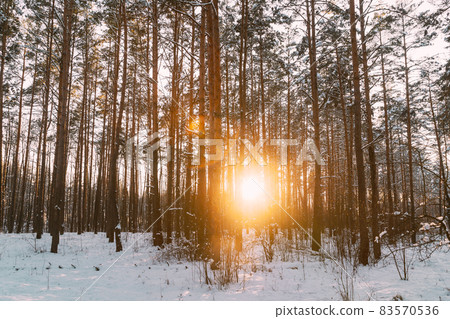 Sun Sunshine Sunlight Through Frosted Pine Trees Frozen Trunks Woods In Winter Snowy Coniferous Forest Landscape. Beautiful Woods In Forest Landscape Sun Sunshine Sunlight Through Frosted Pine Trees Frozen Trunks Woods In Winter Snowy Coniferous Forest Landscape. Beautiful Woods In Forest Landscape 83570536