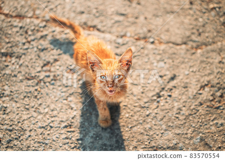 Dirty, Murky, Sickly Red Kitten Mercifully Meows On Street. Homeless Ginger Cat Outdoor In Street Dirty, Murky, Sickly Red Kitten Mercifully Meows On Street. Homeless Ginger Cat Outdoor In Street 83570554