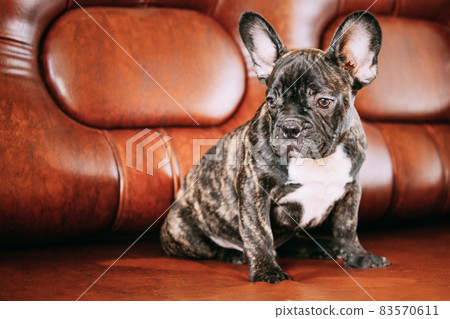 Young Small Black French Bulldog Dog Puppy Sitting On Sofa. Funny Dog Baby With Beautiful Black Snout Eyes Bulldog Puppy Dog. Adorable Bulldog Funny Puppy 83570611