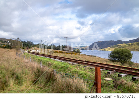 Sheep on railway tracks beside Lough Finn in Donegal- Ireland Sheep on railway tracks beside Lough Finn in Donegal- Ireland 83570715