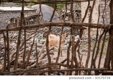 Brown Ox with downward bent horns Djibouti 83570739