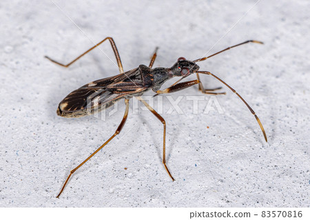 Adult Dirt-colored Seed Bug Adult Dirt-colored Seed Bug 83570816